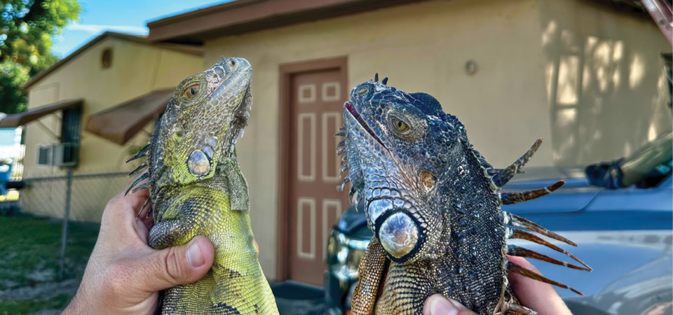 iguanas